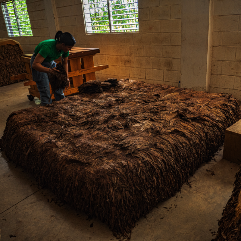 Close-Up of Tobacco Leaf Sorting - Handcrafted Selection Process for Aurea Montana Reserva 奥瑞山谷雪茄手工分拣特写：多米尼加烟叶精选工序细节