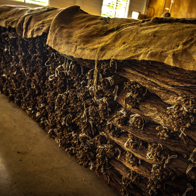 Tobacco Bales in Dominican Warehouse - Aurea Montana Reserva's Raw Material Storage 奥瑞山谷雪茄原料存放：多米尼加仓库内的烟叶包