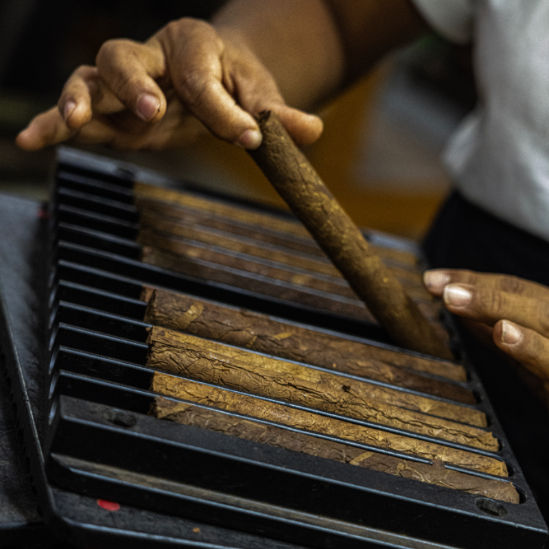 Multiple Cigar Semi-Finished Products in Mold - AMR's Artisanal Batch Shaping 奥瑞山谷雪茄手工批量塑形：多支半成品整齐置于模具的匠心工序