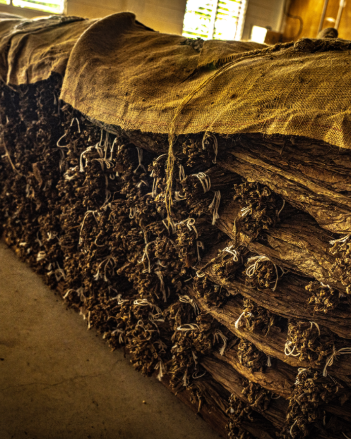 Tobacco Aging Warehouse - Dominican Craft for Aurea Montana Reserva 奥瑞山谷雪茄陈化工艺：多米尼加烟叶仓储场景