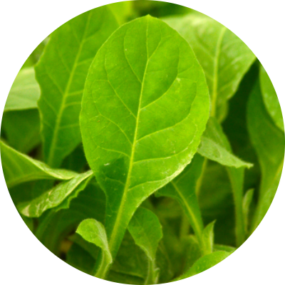 Premium Tobacco Leaf Display - Aurea Montana Reserva's Selected Dominican Leaves 奥瑞山谷雪茄精选原料:多米尼加优质烟叶展示