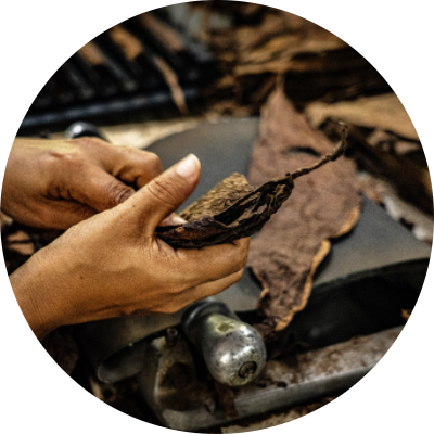 Handcrafted Tobacco Processing - Aurea Montana Reserva's Artisanal Leaf Sorting 奥瑞山谷雪茄手工工艺:烟叶分拣处理现场